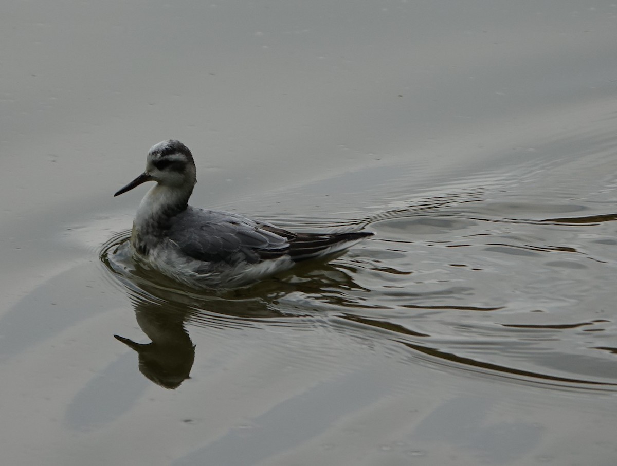 Red Phalarope - Bernard Varesi