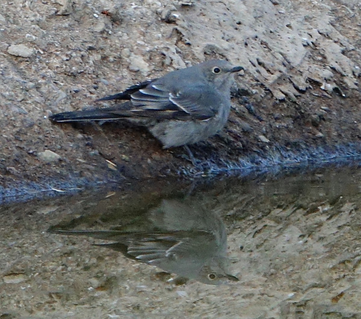 Townsend's Solitaire - Carolyn Ohl, cc