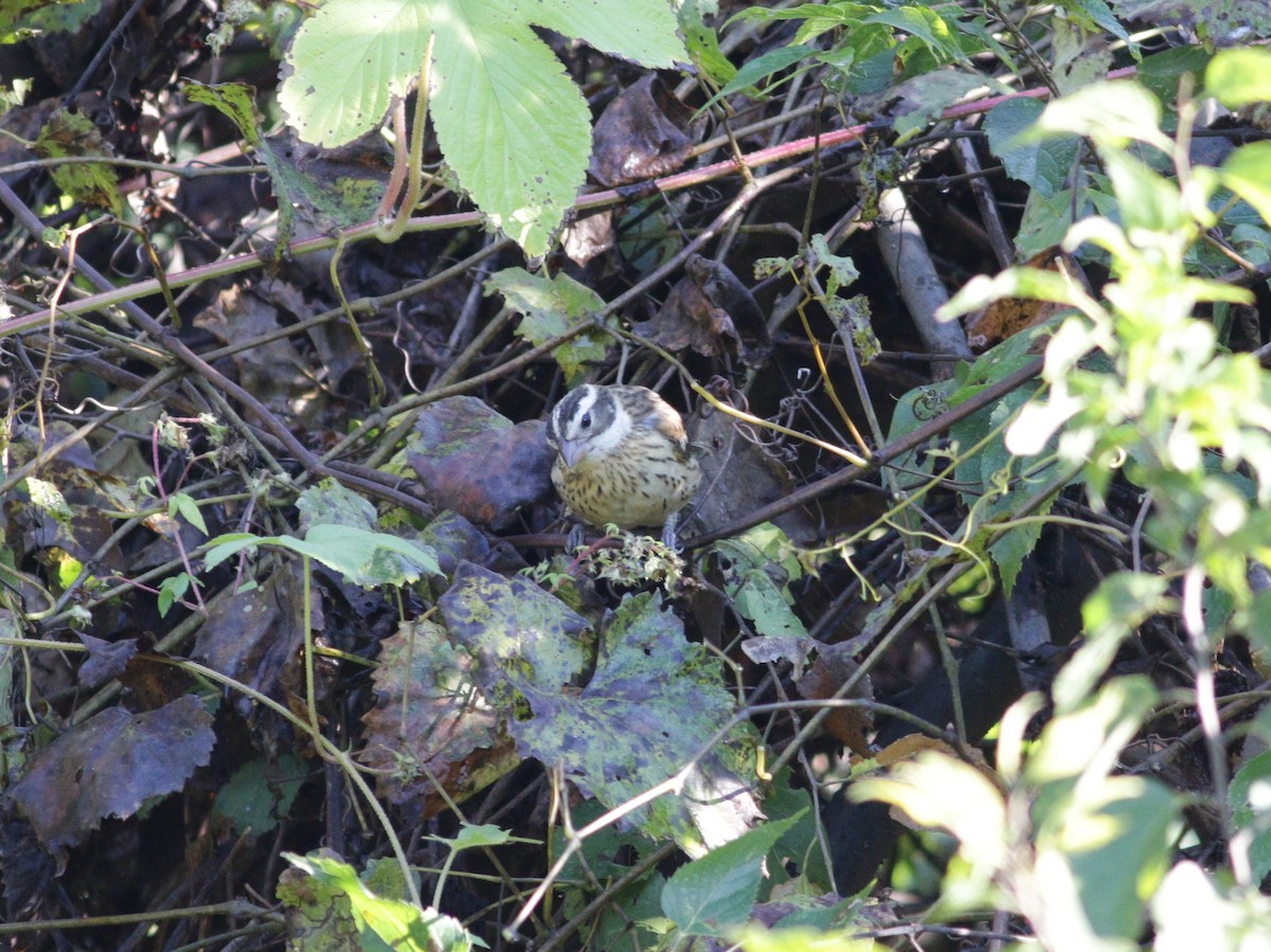 Rose-breasted Grosbeak - ML271722131