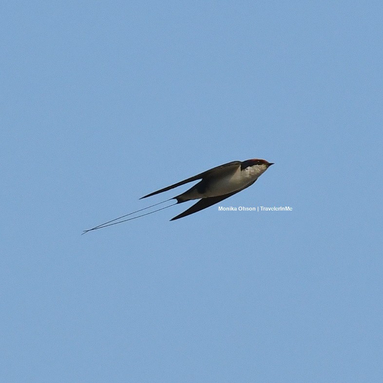 Wire-tailed Swallow - Monika Ohson