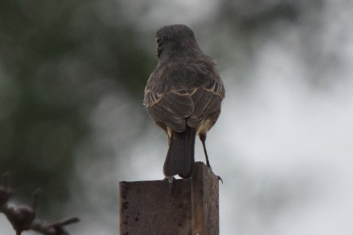 Pied Bushchat - ML271725281