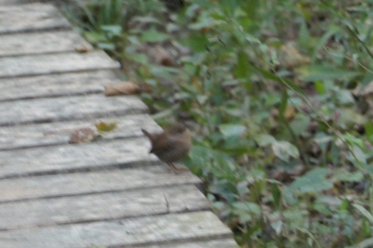 Winter Wren - ML271725631