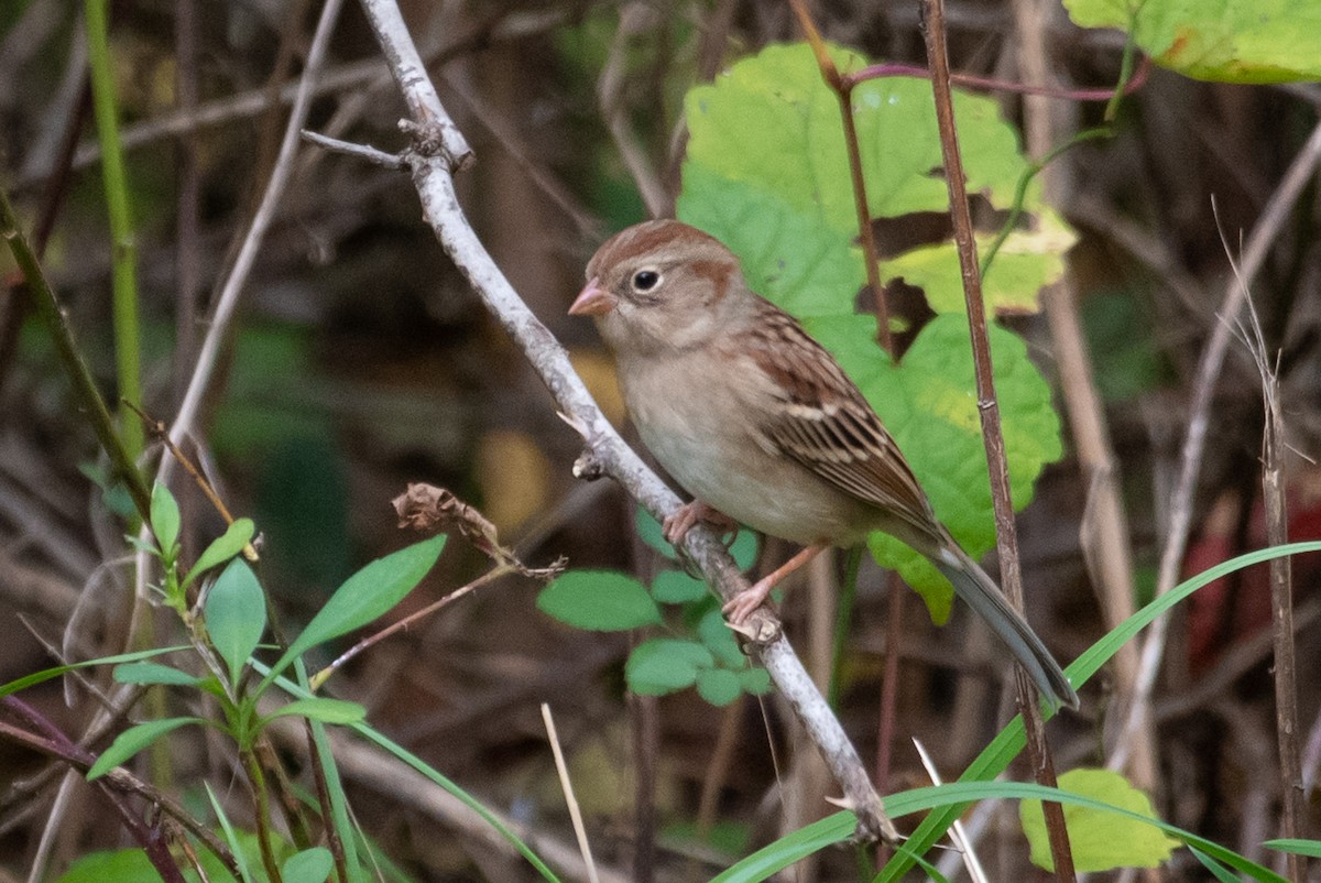 Field Sparrow - ML271726461