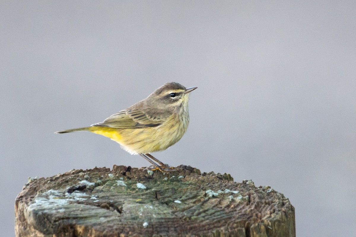 Palm Warbler - Adam Jackson