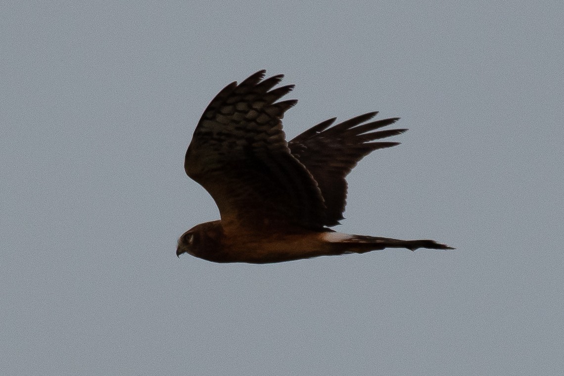 Northern Harrier - ML271728171