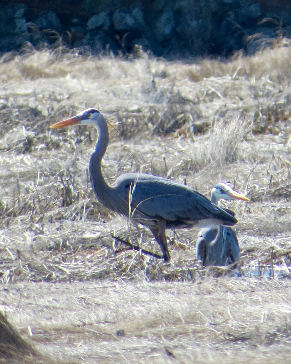 Great Blue Heron - ML27173051