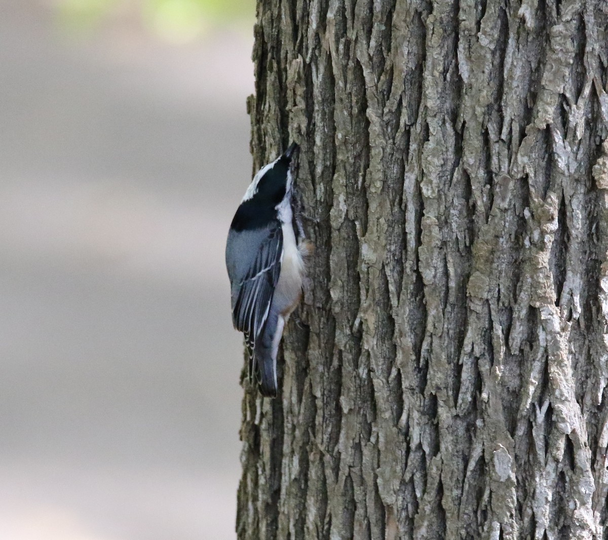 White-breasted Nuthatch - Jasper Barnes