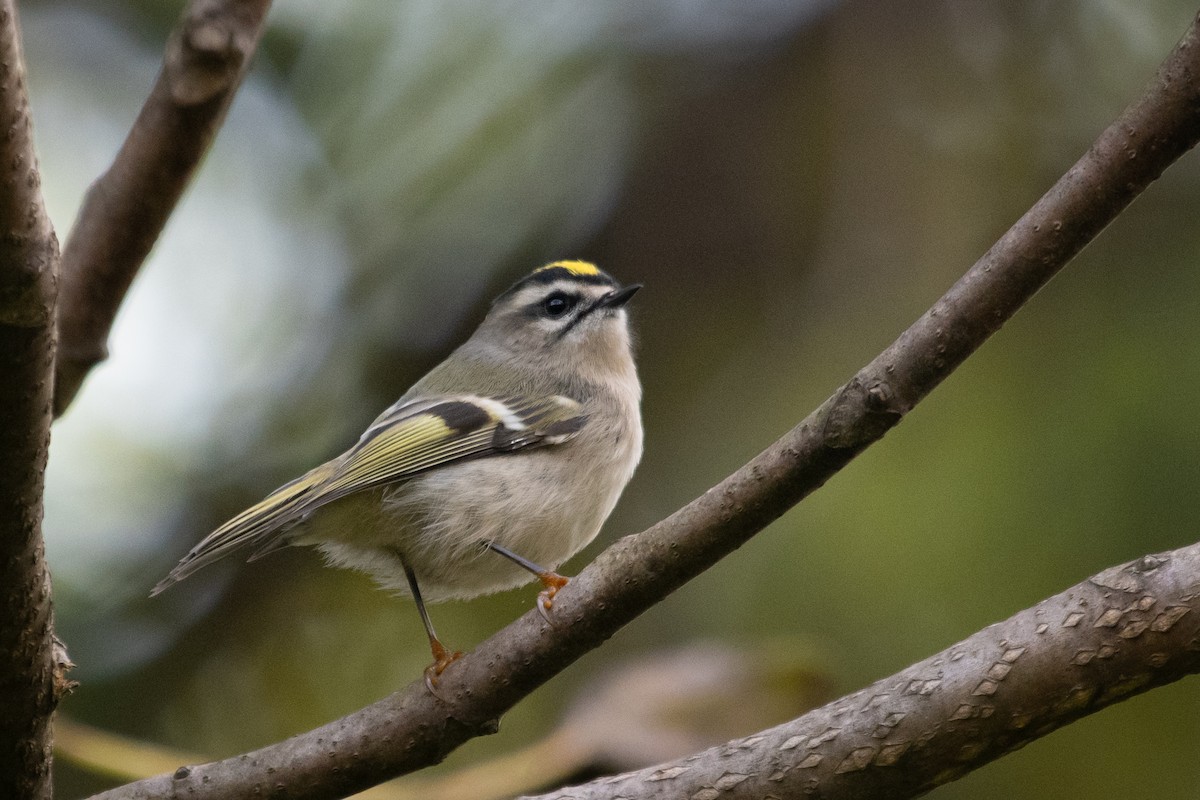 Golden-crowned Kinglet - ML271732081