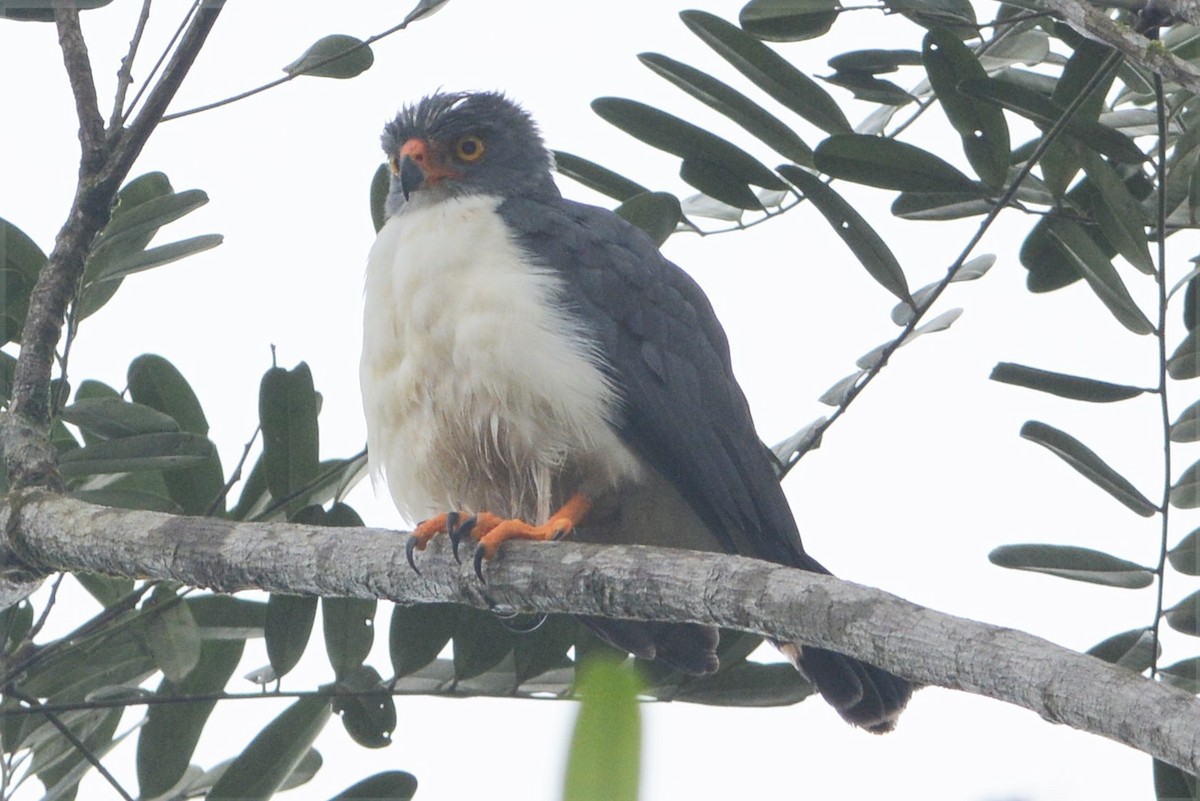 Semiplumbeous Hawk - ML27173361