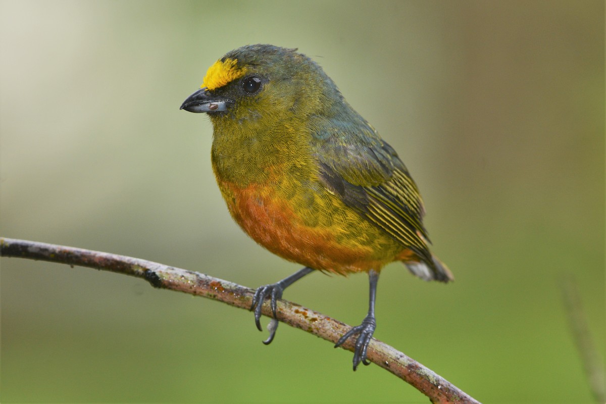 Olive-backed Euphonia - ML27173371