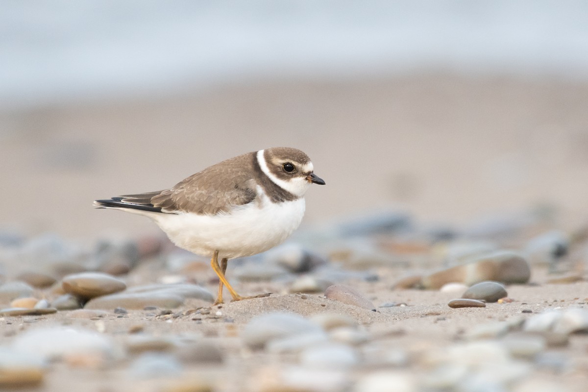 Semipalmated Plover - ML271734071