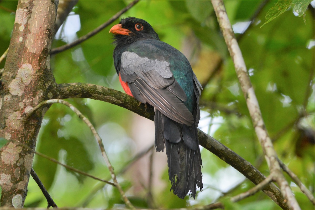 Slaty-tailed Trogon - ML27173451