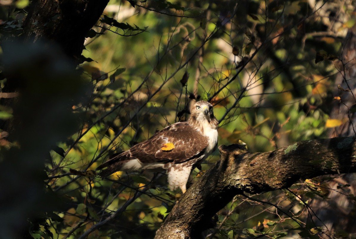 Red-tailed Hawk - ML271734751