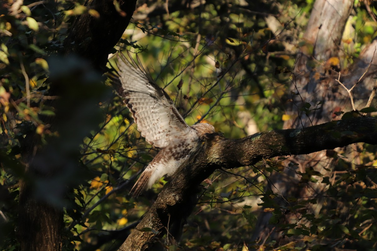 Red-tailed Hawk - ML271734781