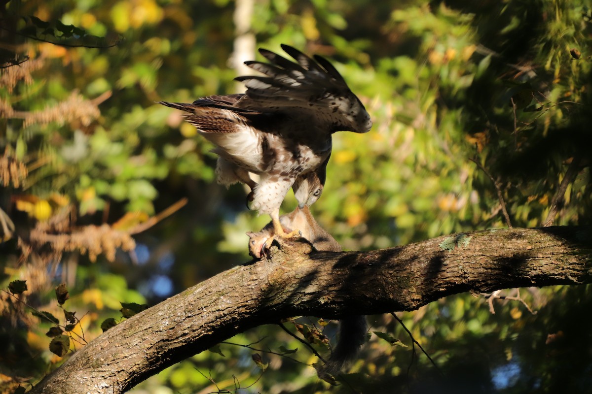 Red-tailed Hawk - ML271734851