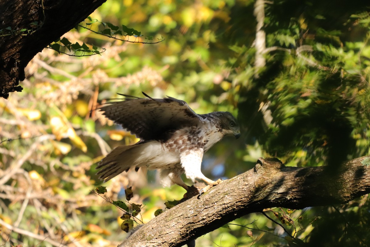 Red-tailed Hawk - ML271734871