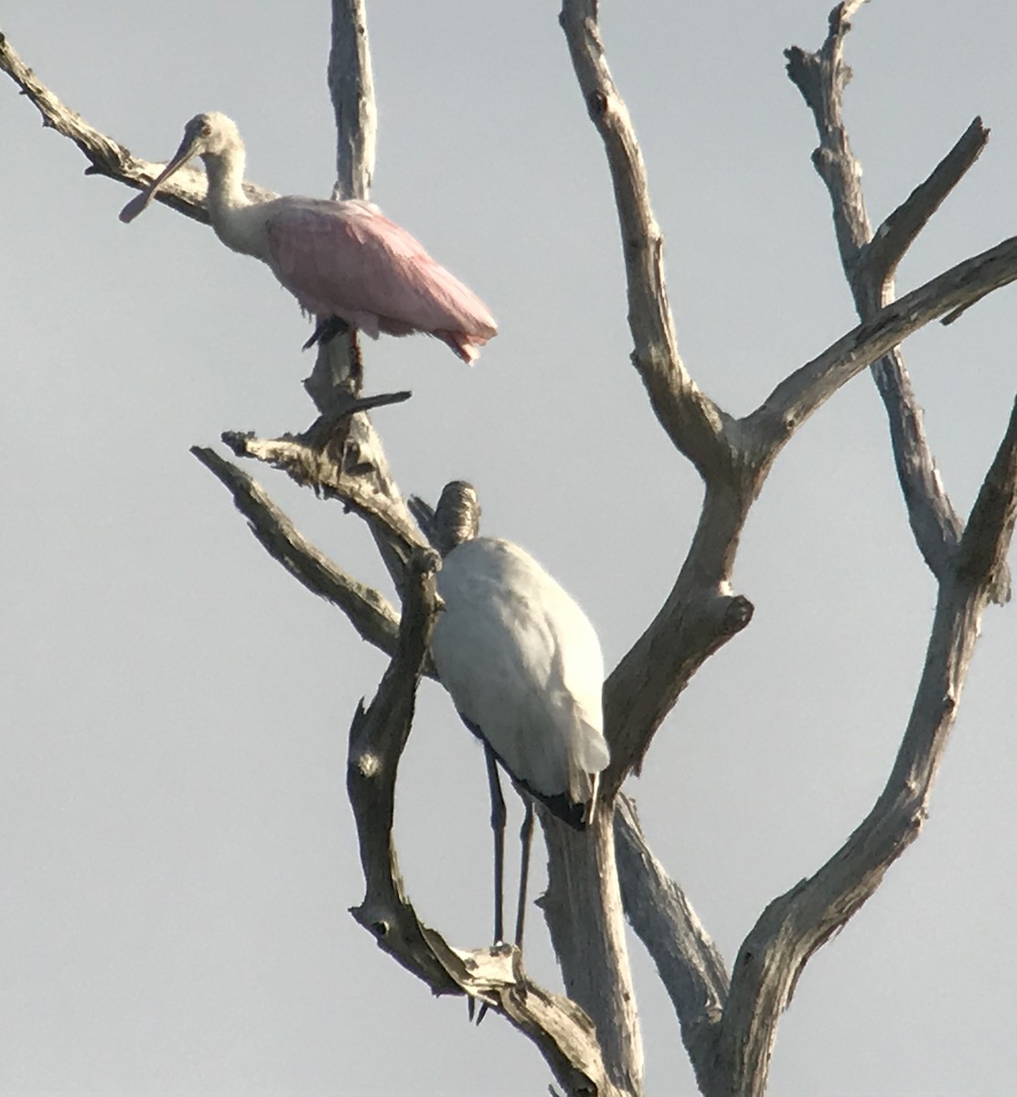 Roseate Spoonbill - ML271735511