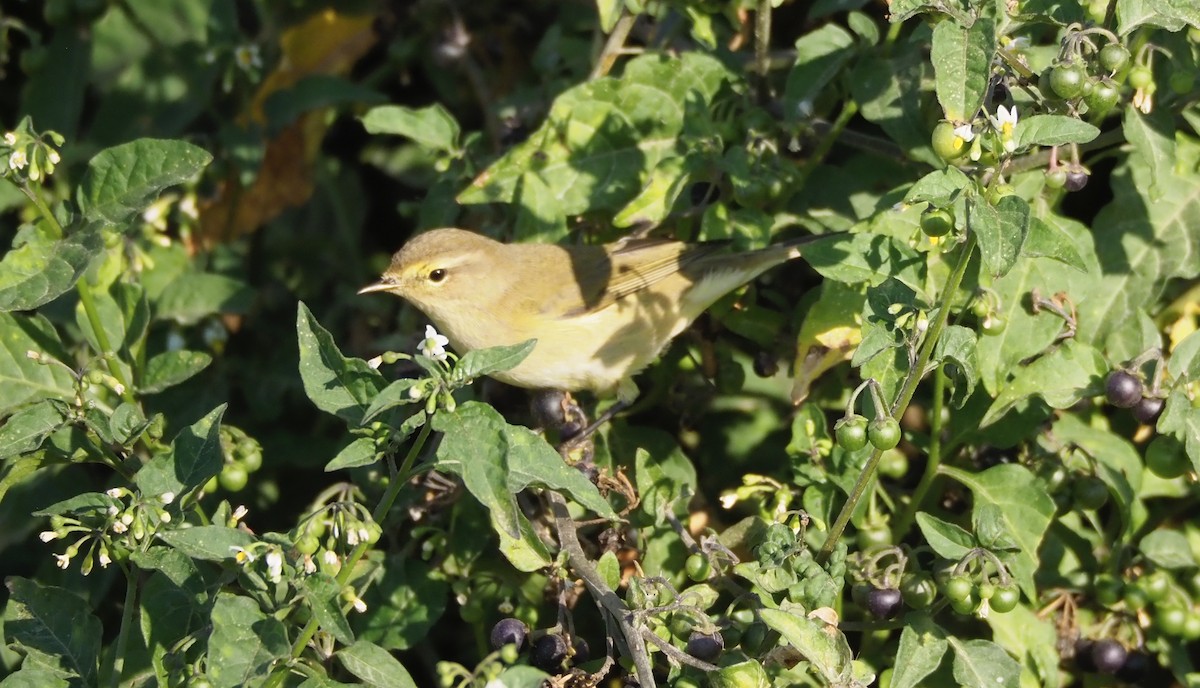 Willow Warbler - David Tomlinson