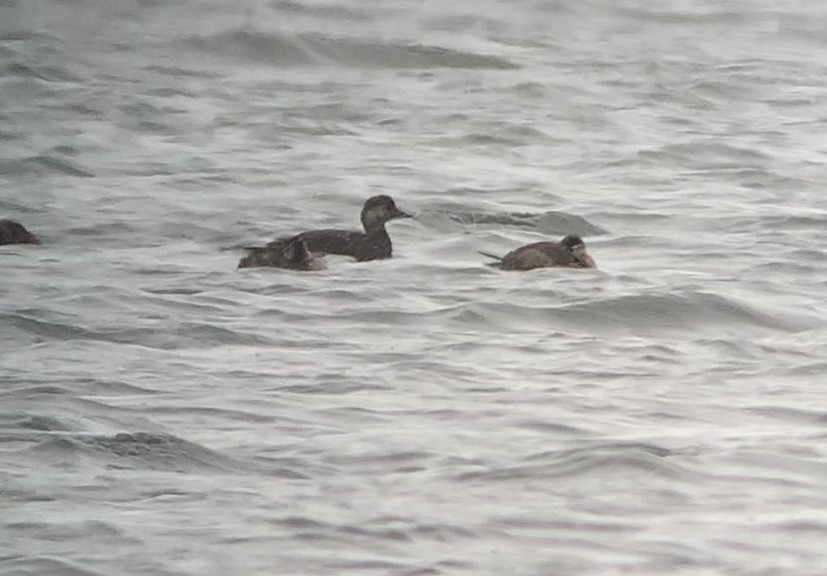 Black Scoter - ML271738711