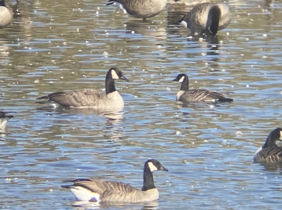 Cackling Goose - ML271739711