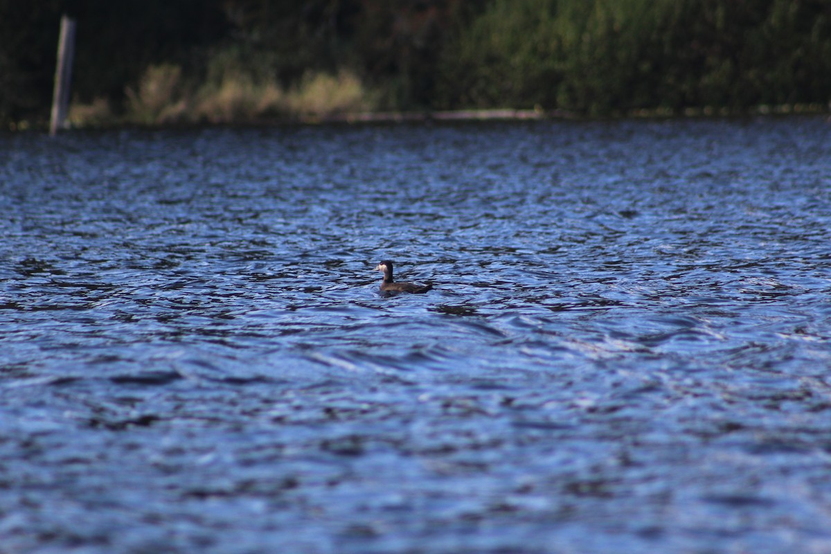 Surf Scoter - ML271740071