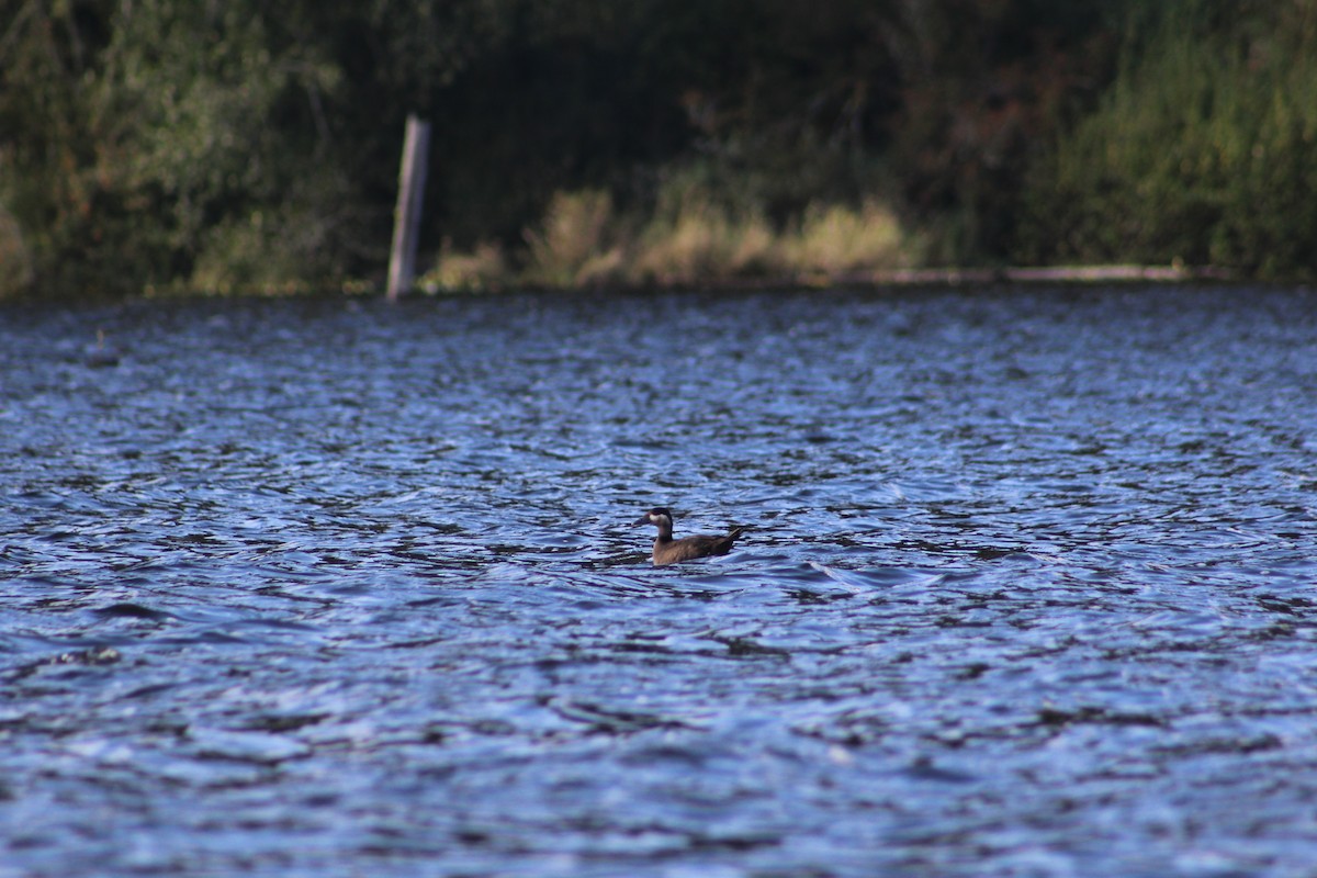 Surf Scoter - ML271740091