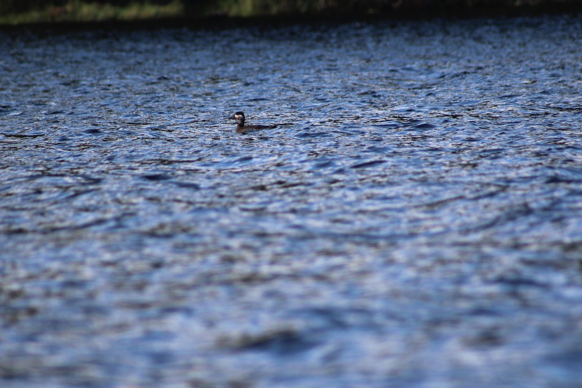 Surf Scoter - ML271740101