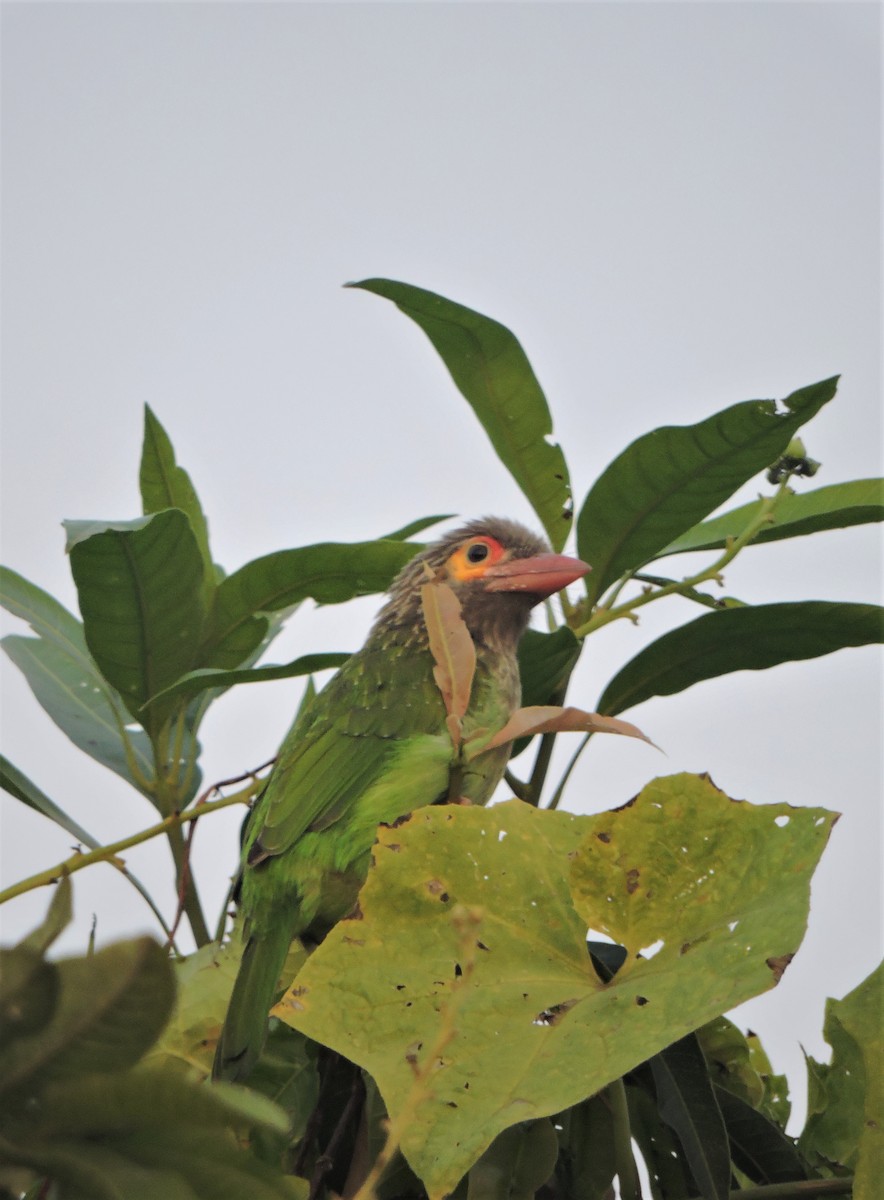 Brown-headed Barbet - Moulik  Sarkar