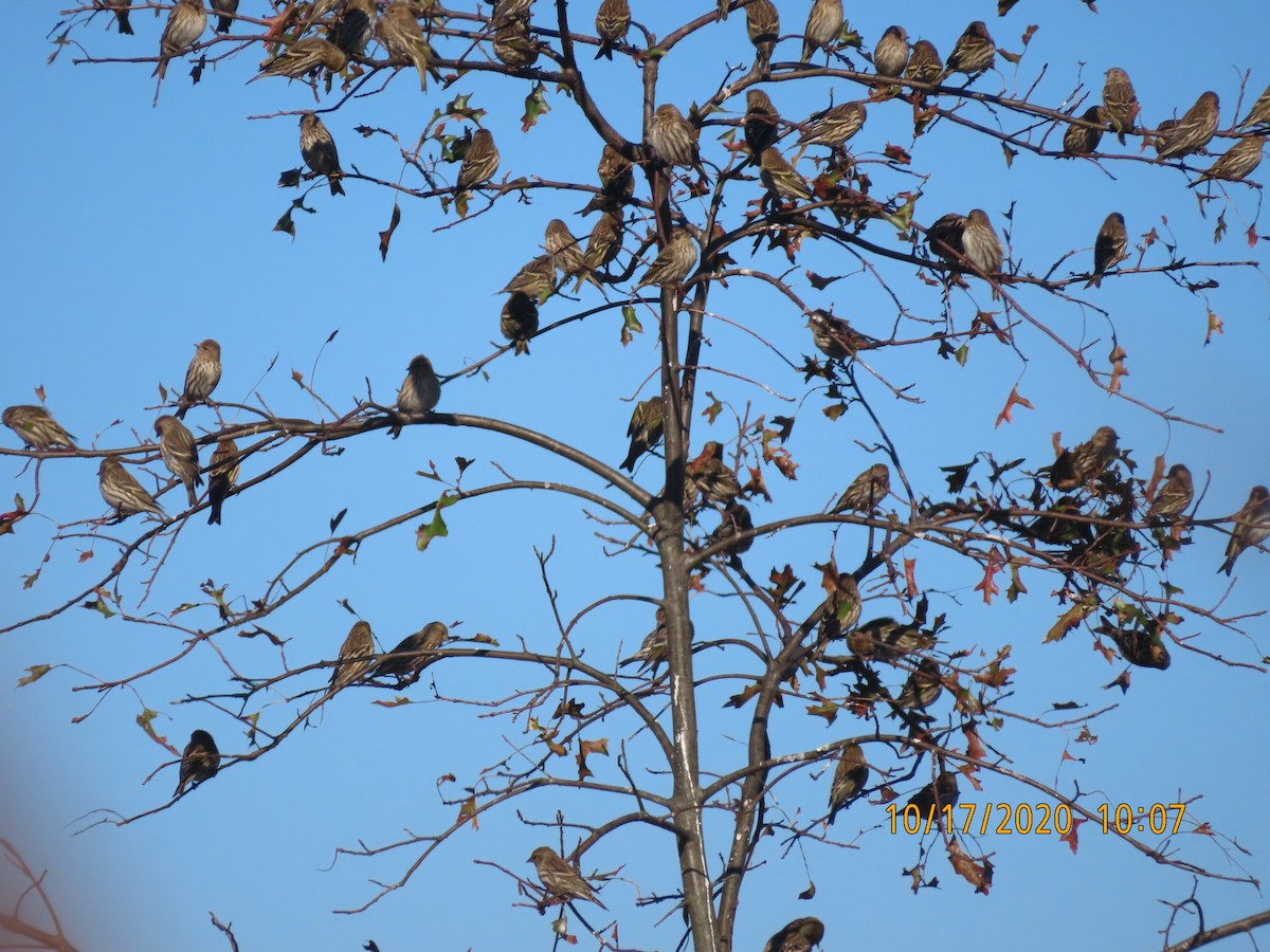 Pine Siskin - ML271743391