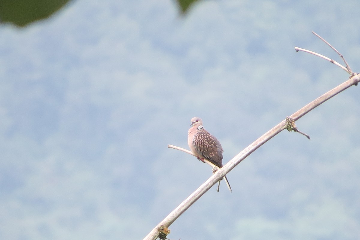 Spotted Dove - ML271743441