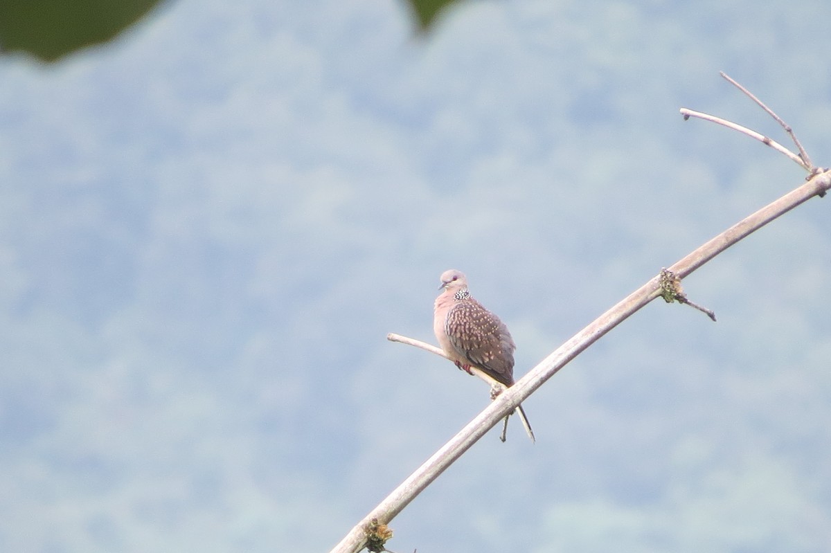 珠頸斑鳩 - ML271743441