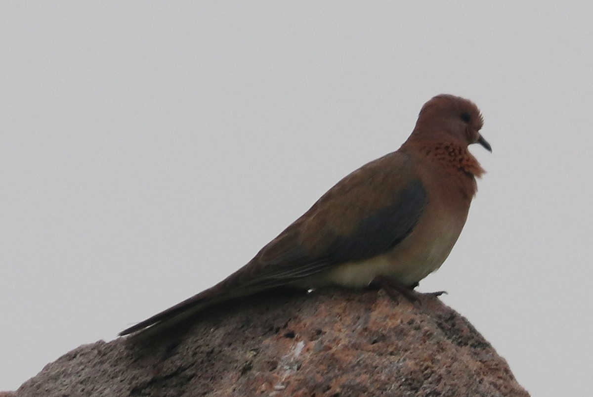 Laughing Dove - ML271743721