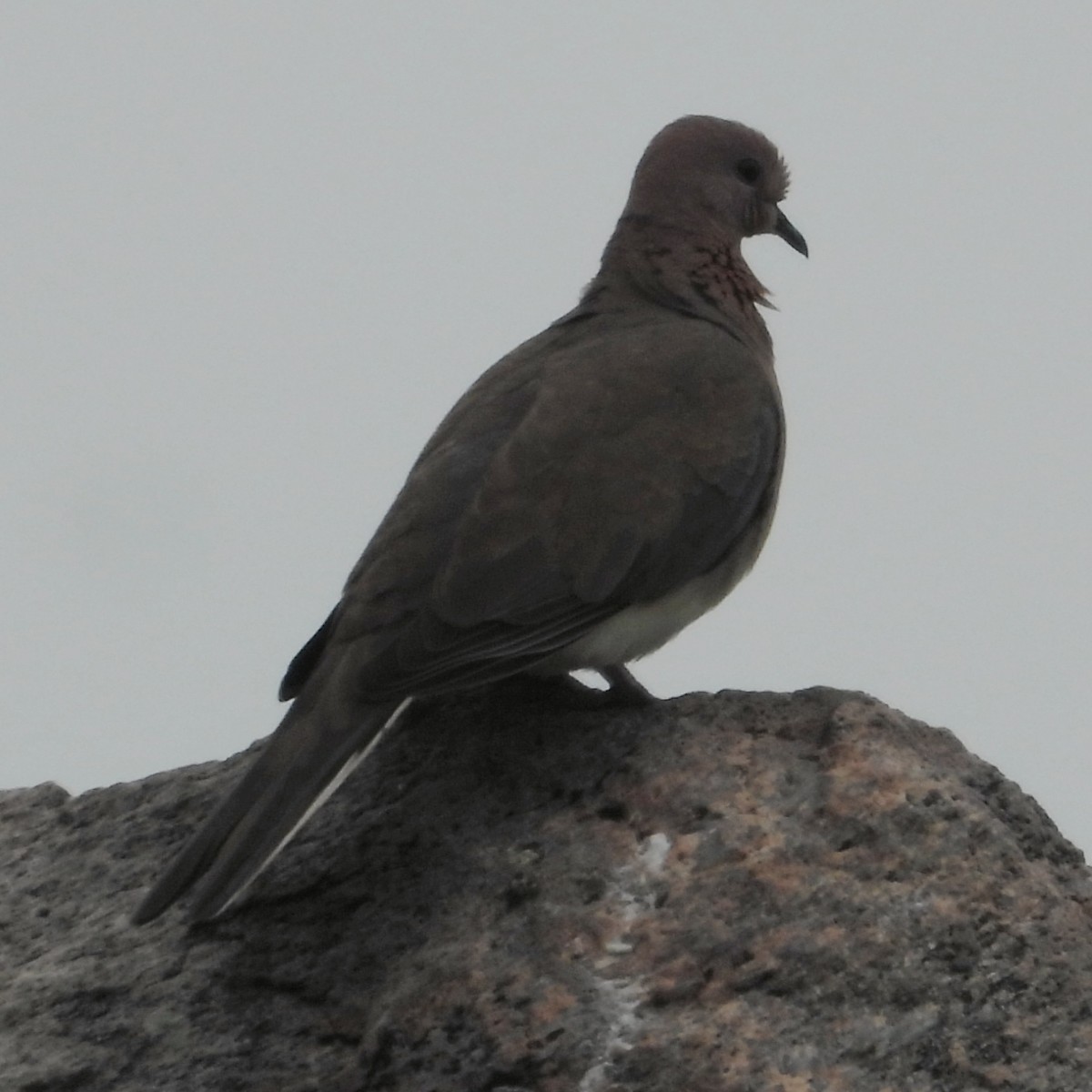 Laughing Dove - ML271743731