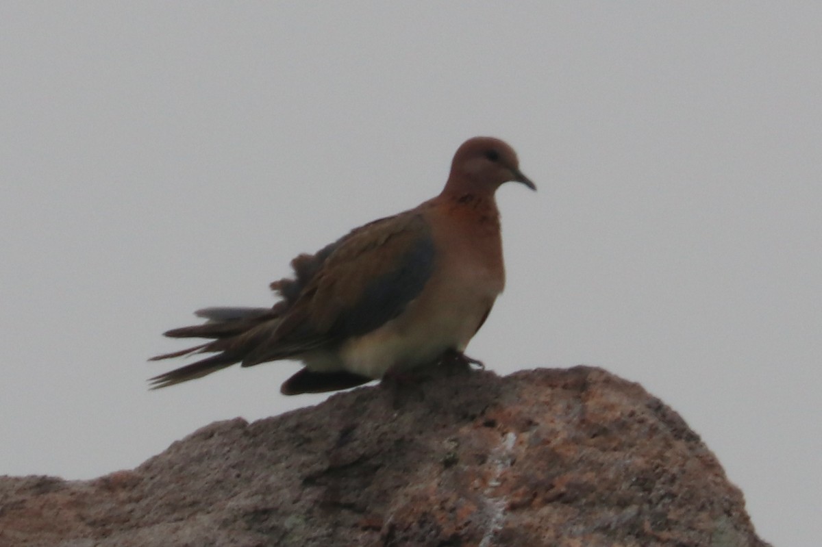 Laughing Dove - ML271743741