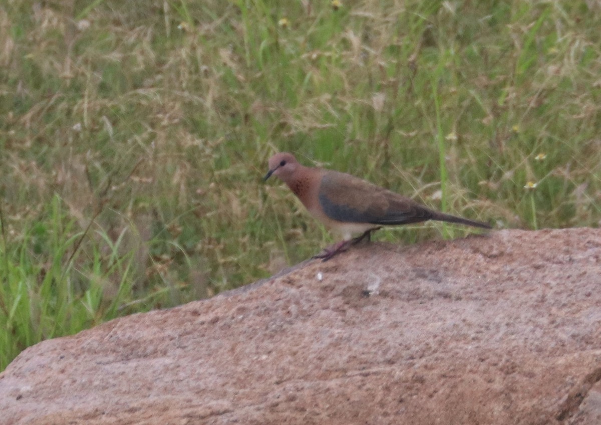 Laughing Dove - ML271743791