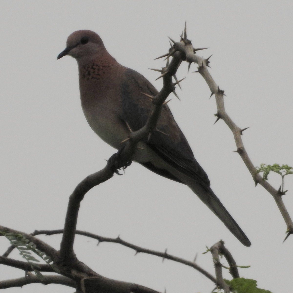 Laughing Dove - ML271743801