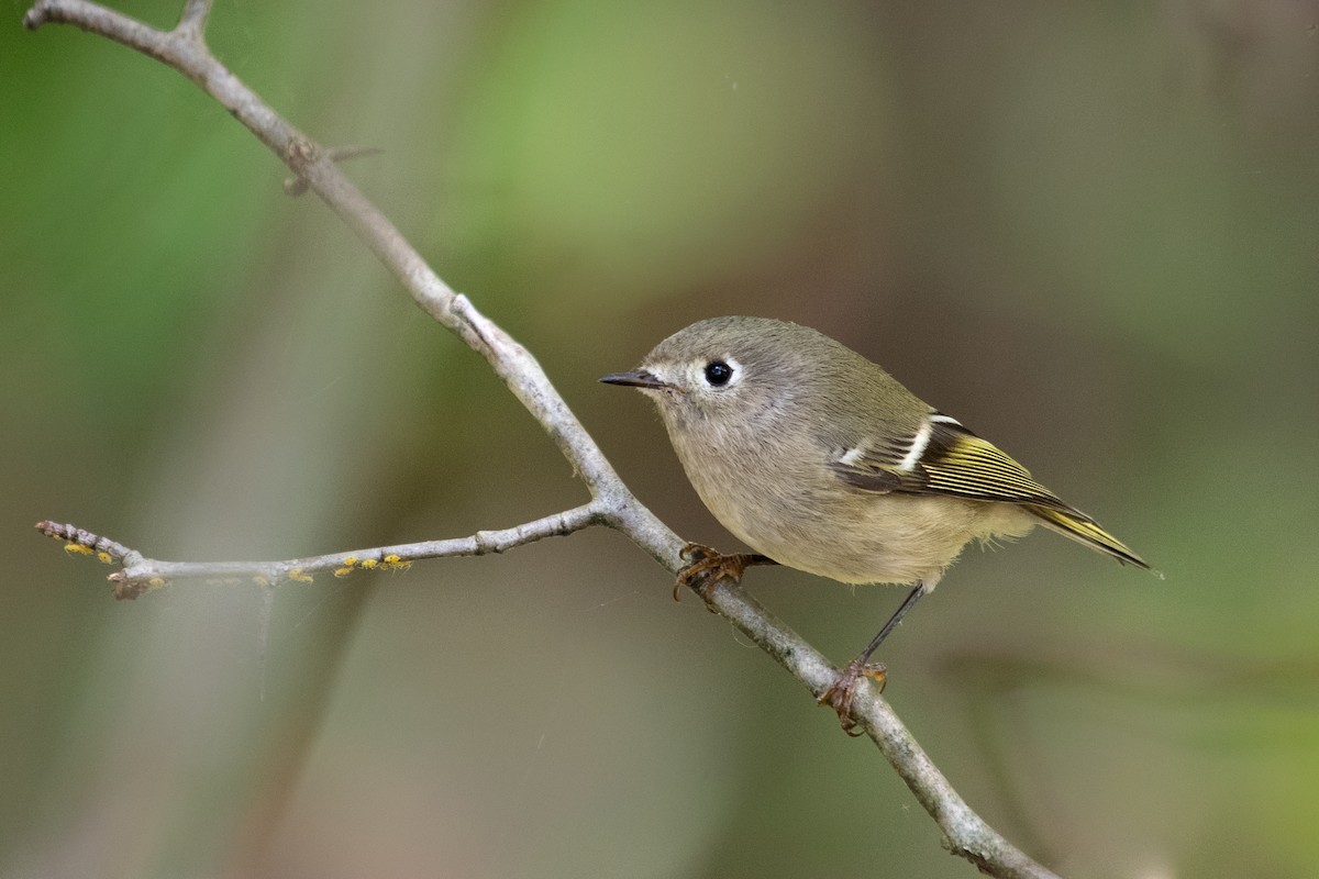 Ruby-crowned Kinglet - ML271744341