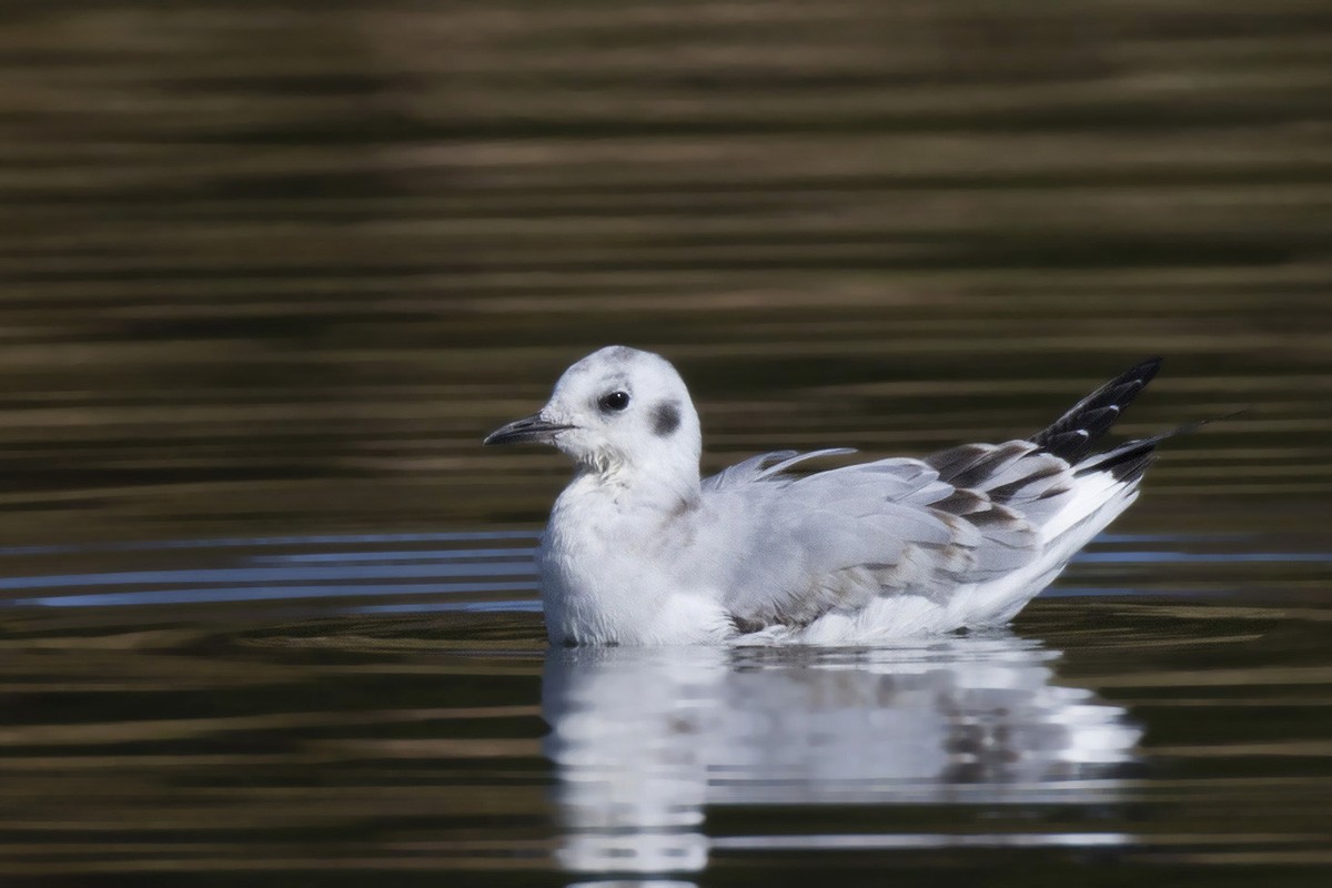 Bonaparte's Gull - ML271746341