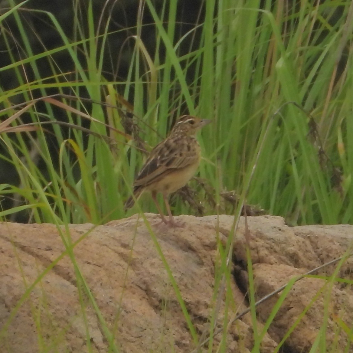 Jerdon's Bushlark - ML271746661