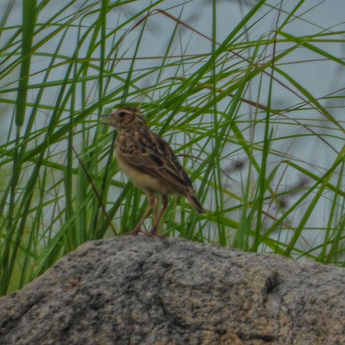 Jerdon's Bushlark - ML271746701