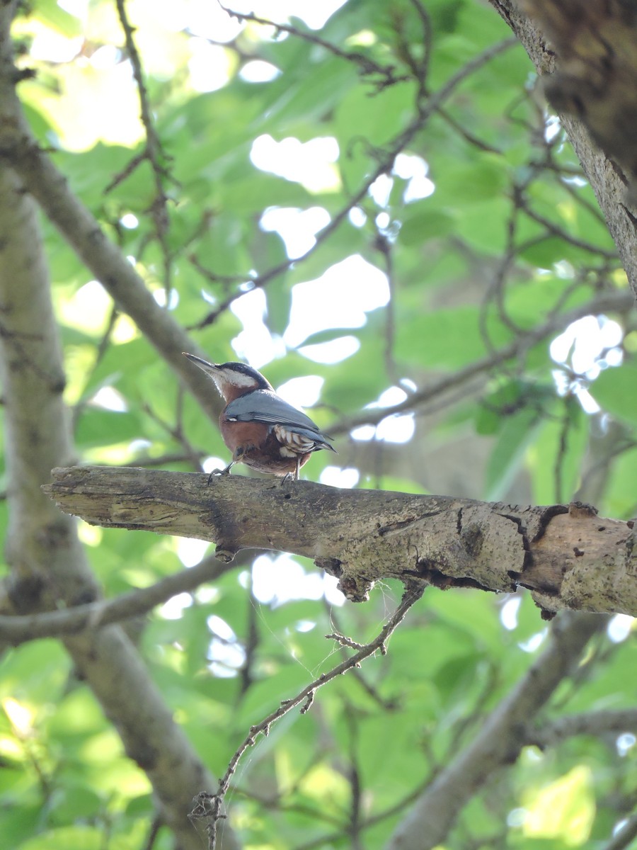 Chestnut-bellied Nuthatch - ML271746811