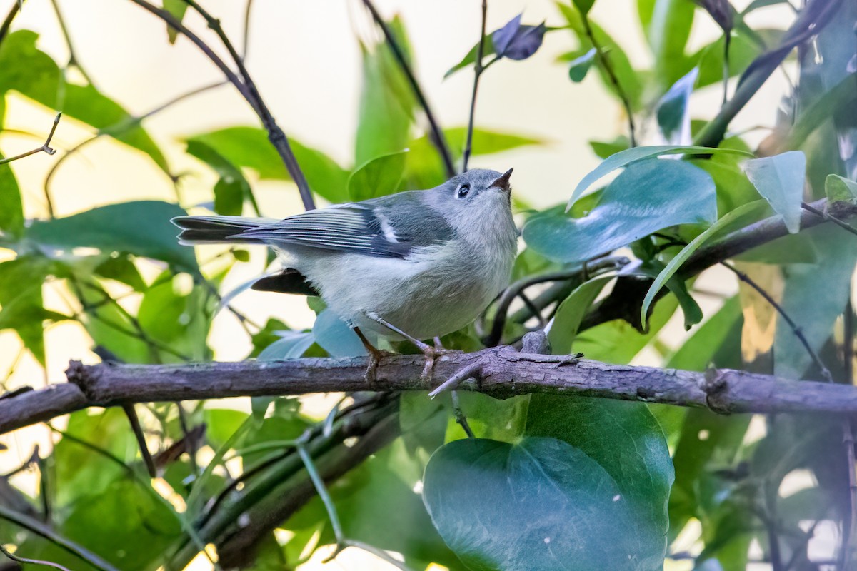 Ruby-crowned Kinglet - ML271747451