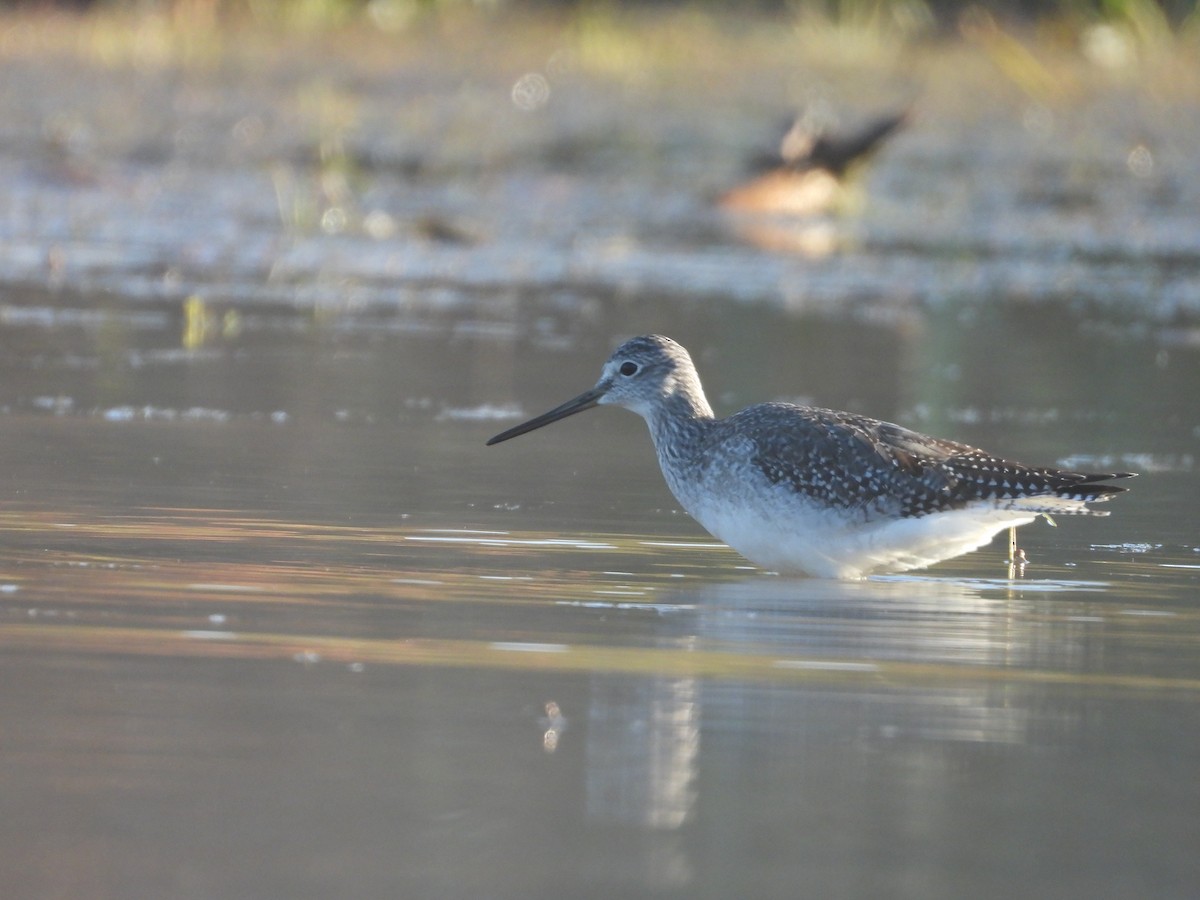 Lesser/Greater Yellowlegs - ML271747541
