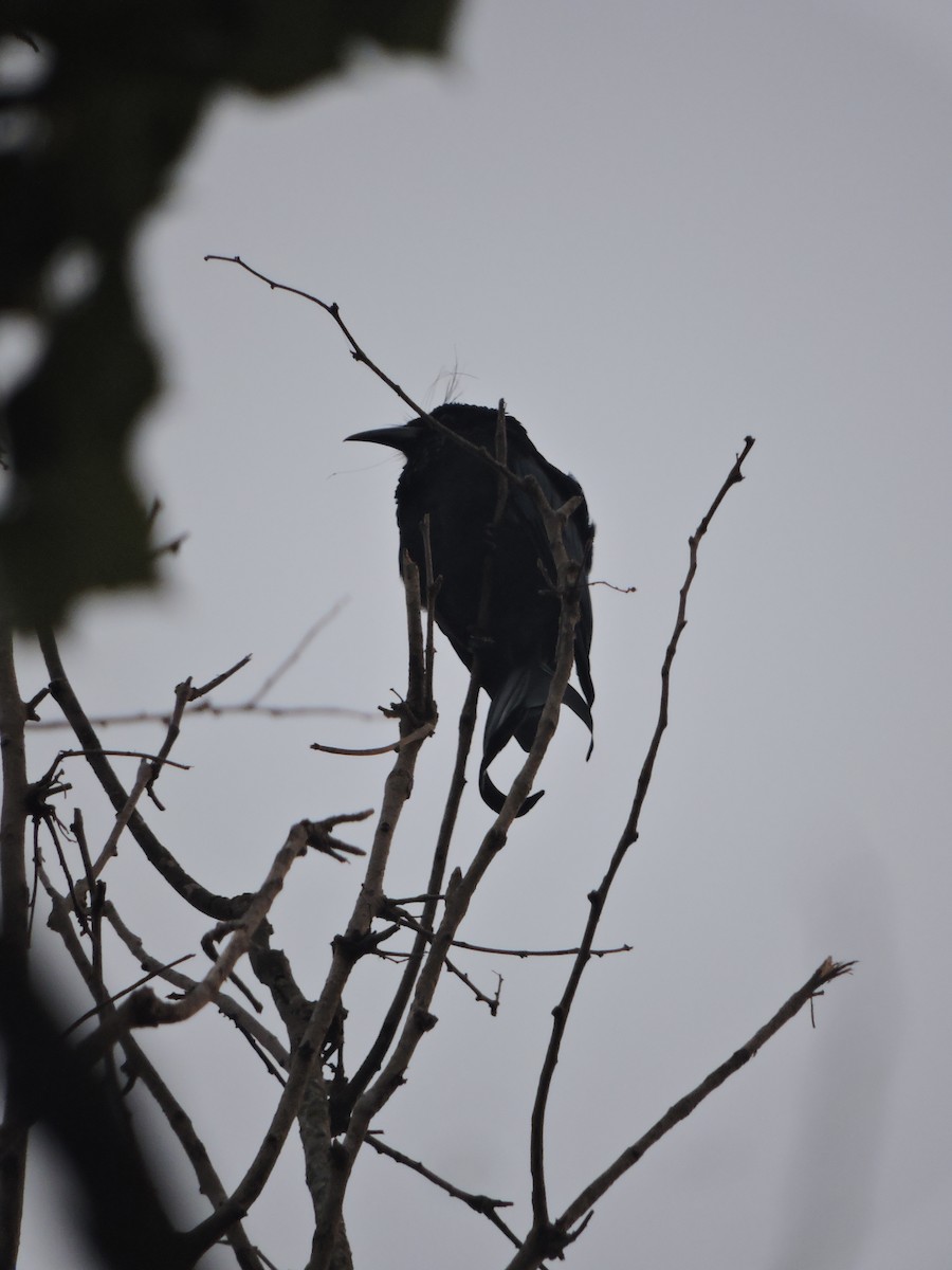 Hair-crested Drongo - ML271748011