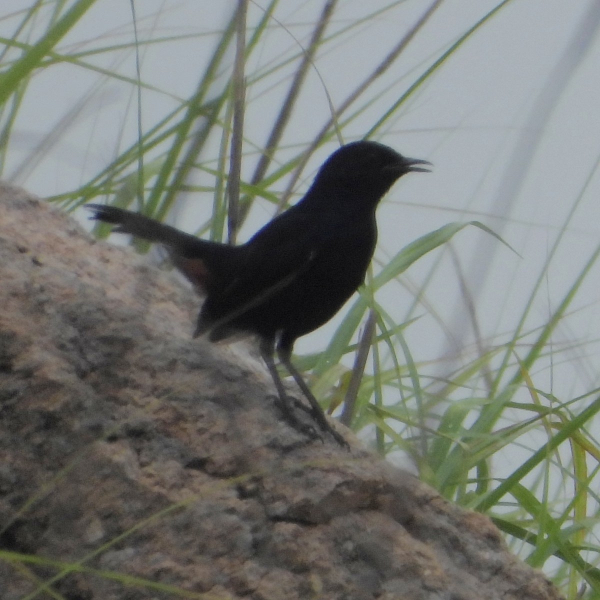 Indian Robin - Surendra Kumar R