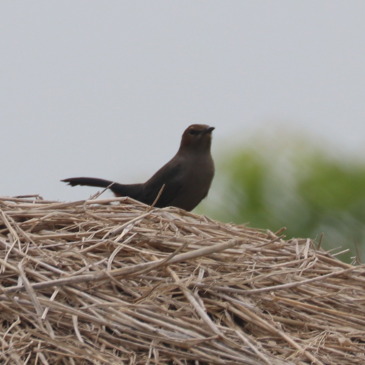 Indian Robin - Surendra Kumar R