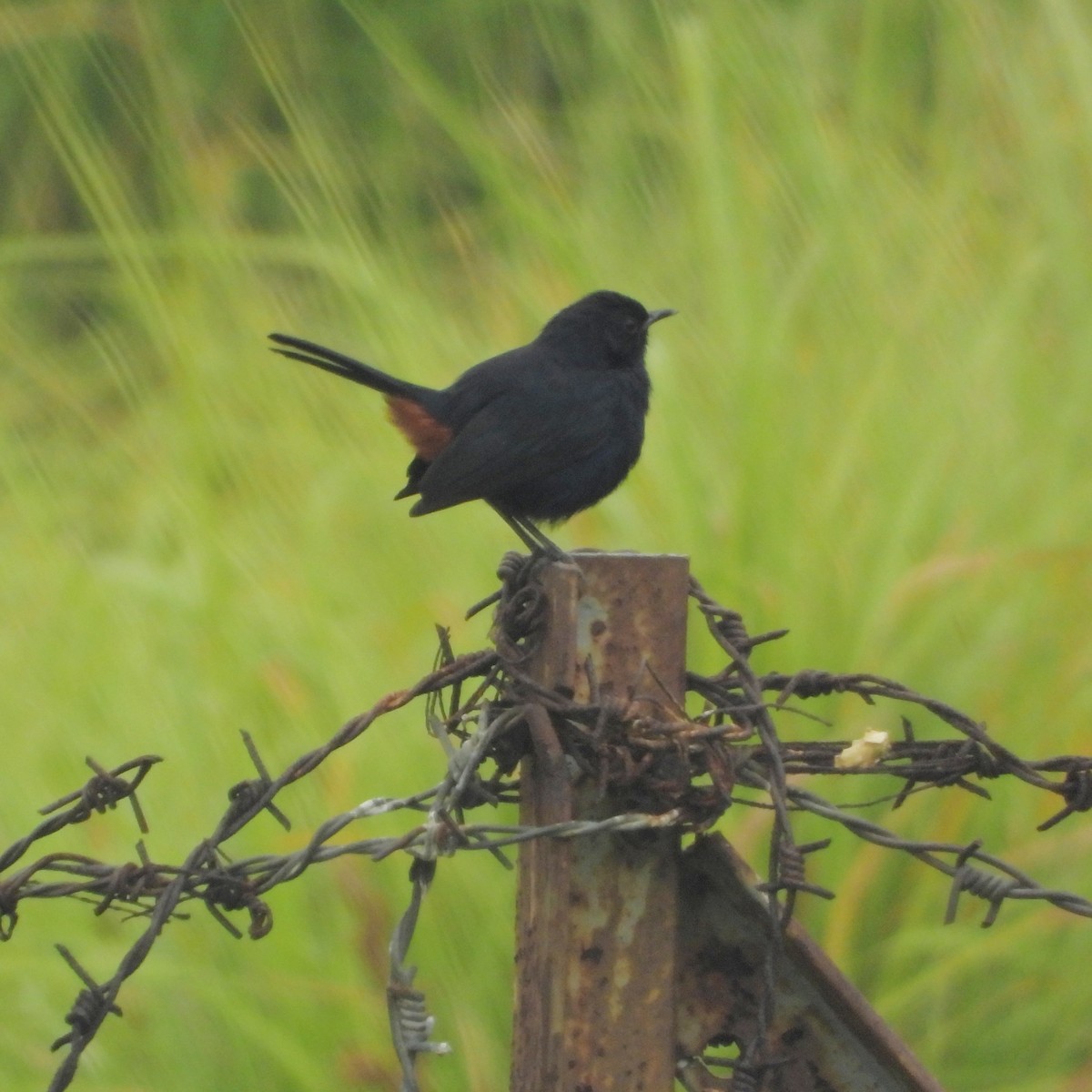 Indian Robin - ML271748491