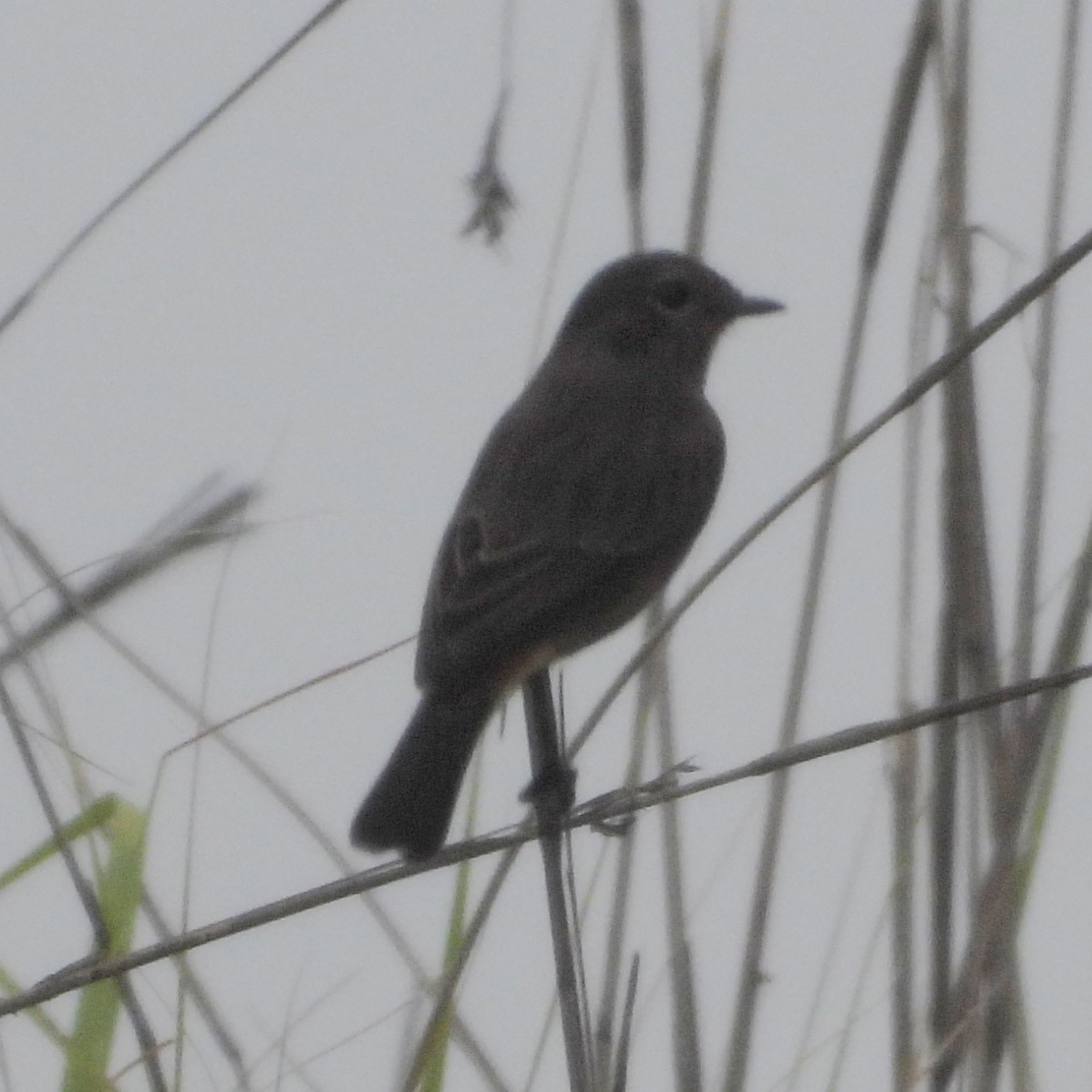 Pied Bushchat - ML271749151