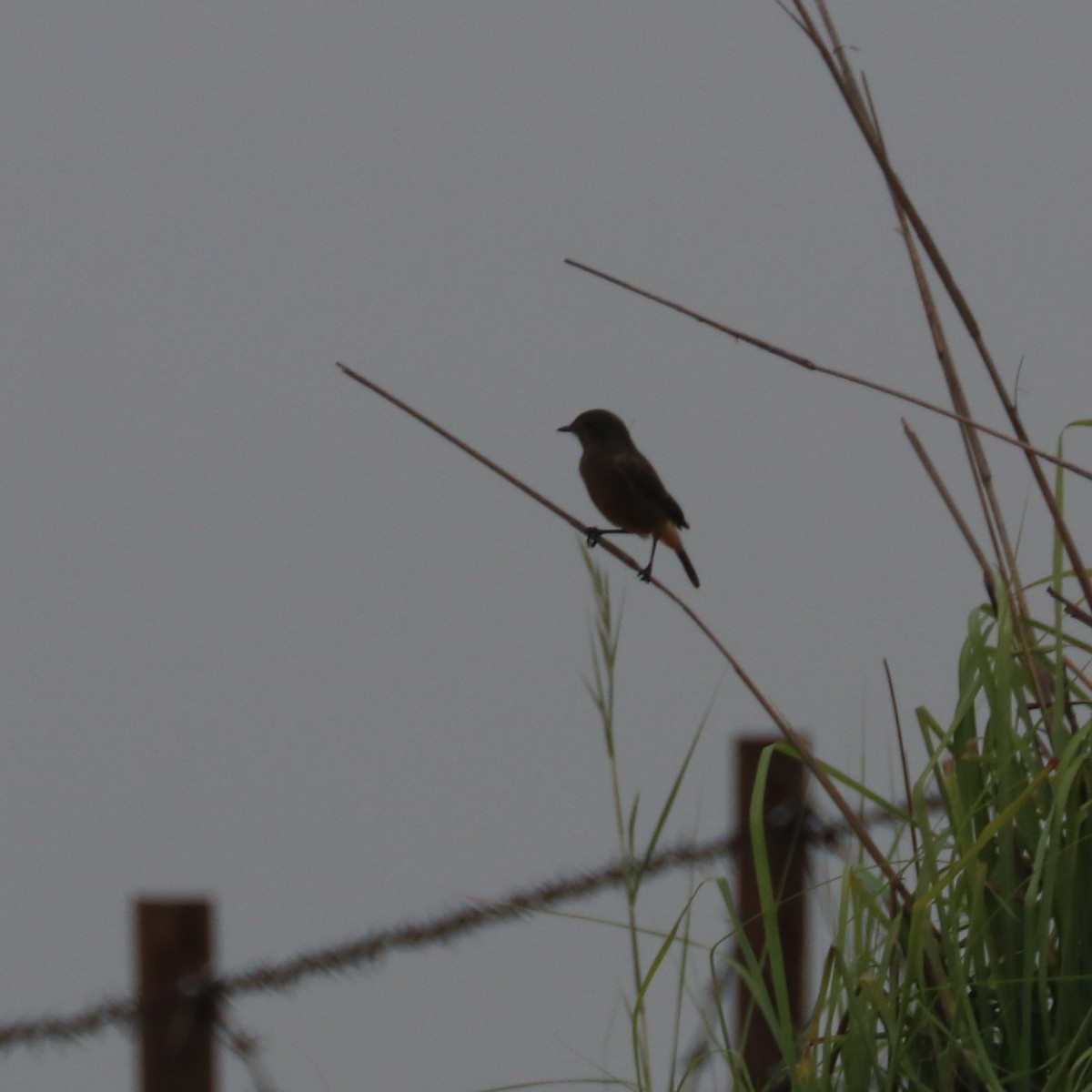 Pied Bushchat - ML271749161