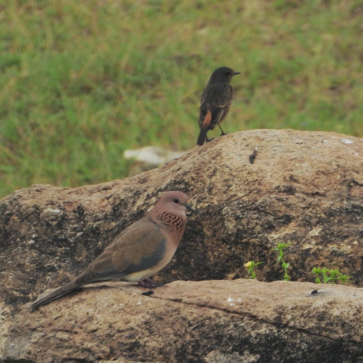 Pied Bushchat - ML271749201